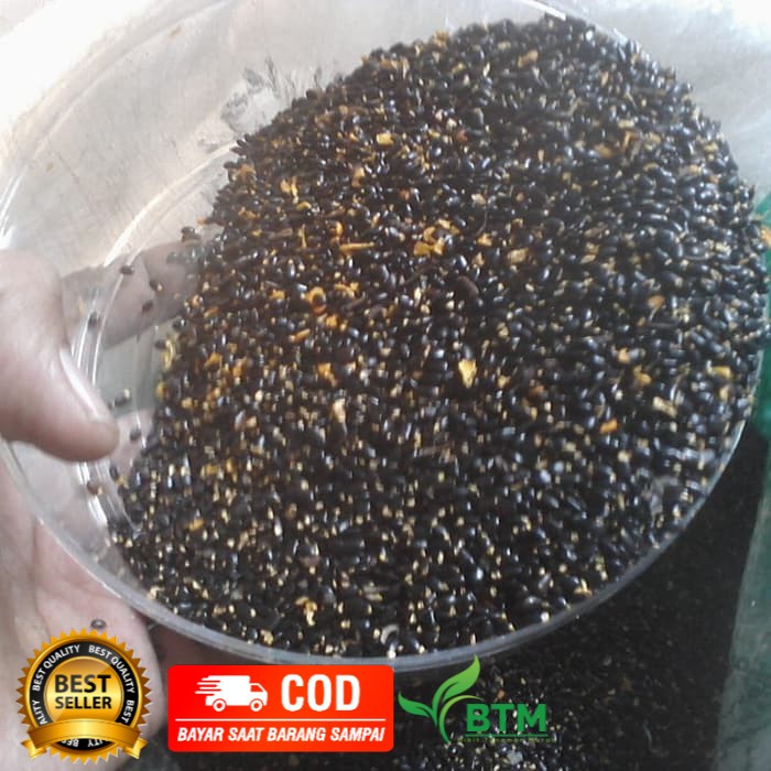Benih biji pohon akasia mangium/benih bibit