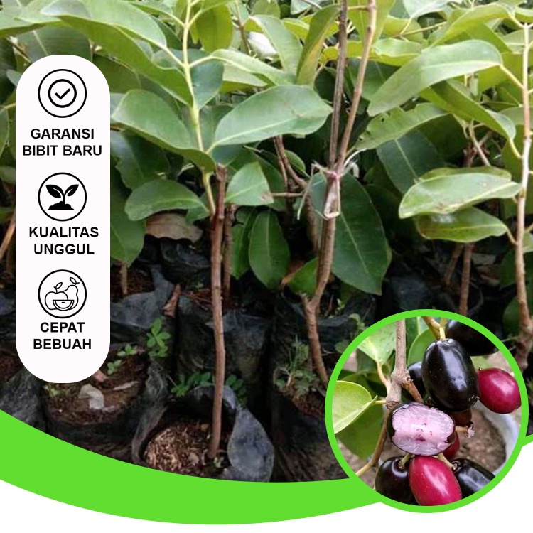 Bibit Buah Bibit Juwet Bibit Buah Unggul Siap Berbuah Bibit Tambulapot Bisa di Tanam di Dalam Pot