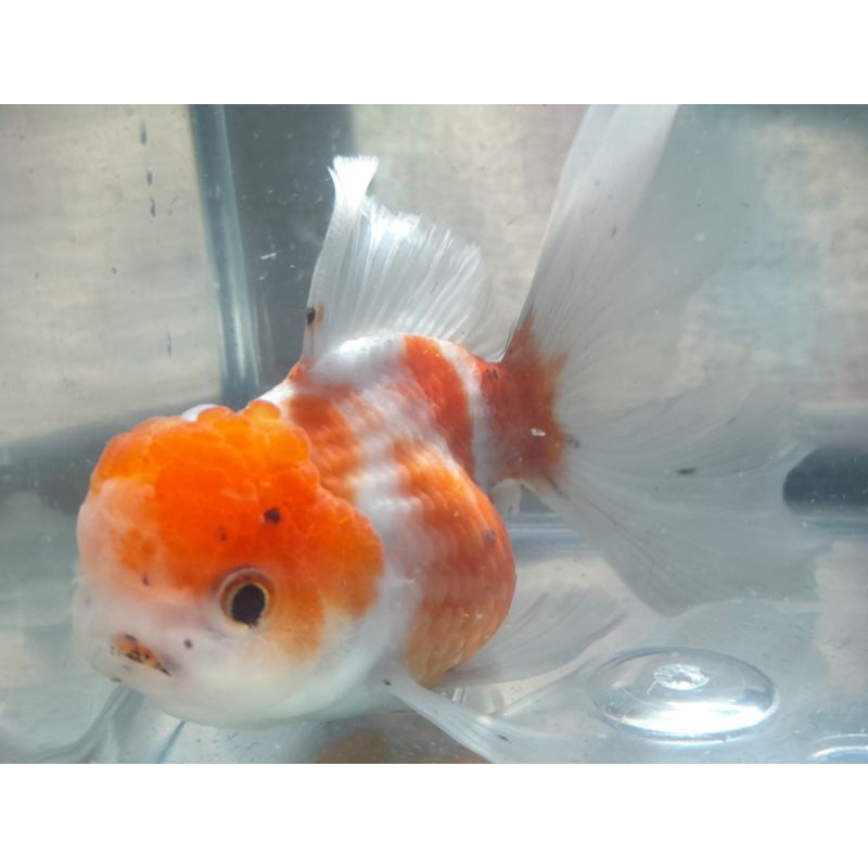 ikan oranda calico rosetail
