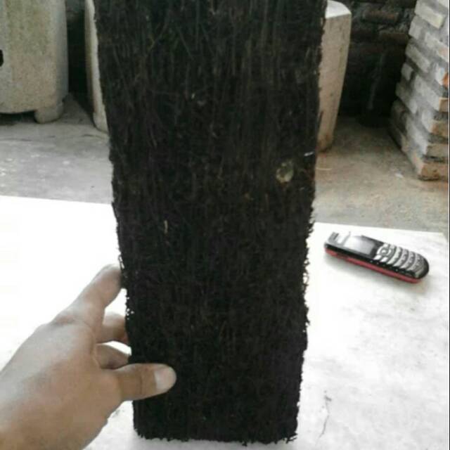 Pakis batang untuk anggrek