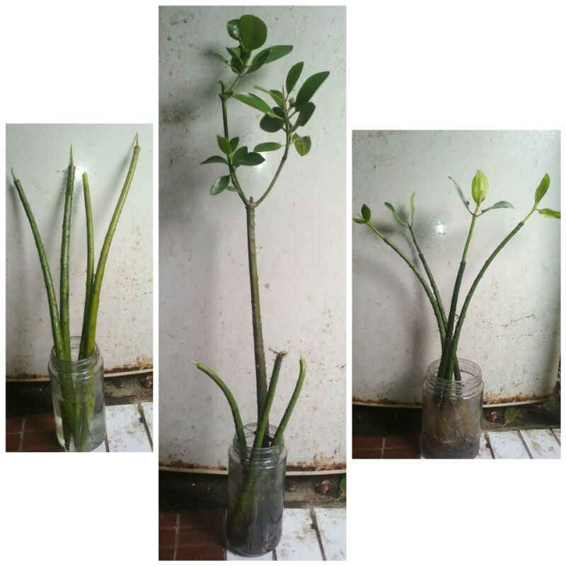 BIBIT BAKAU / BIBIT POHON MANGRUVE