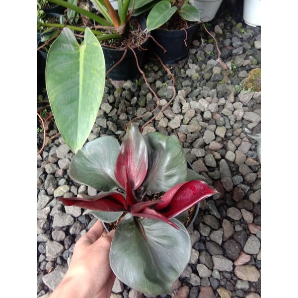 Philo Red Heart Ekonomis