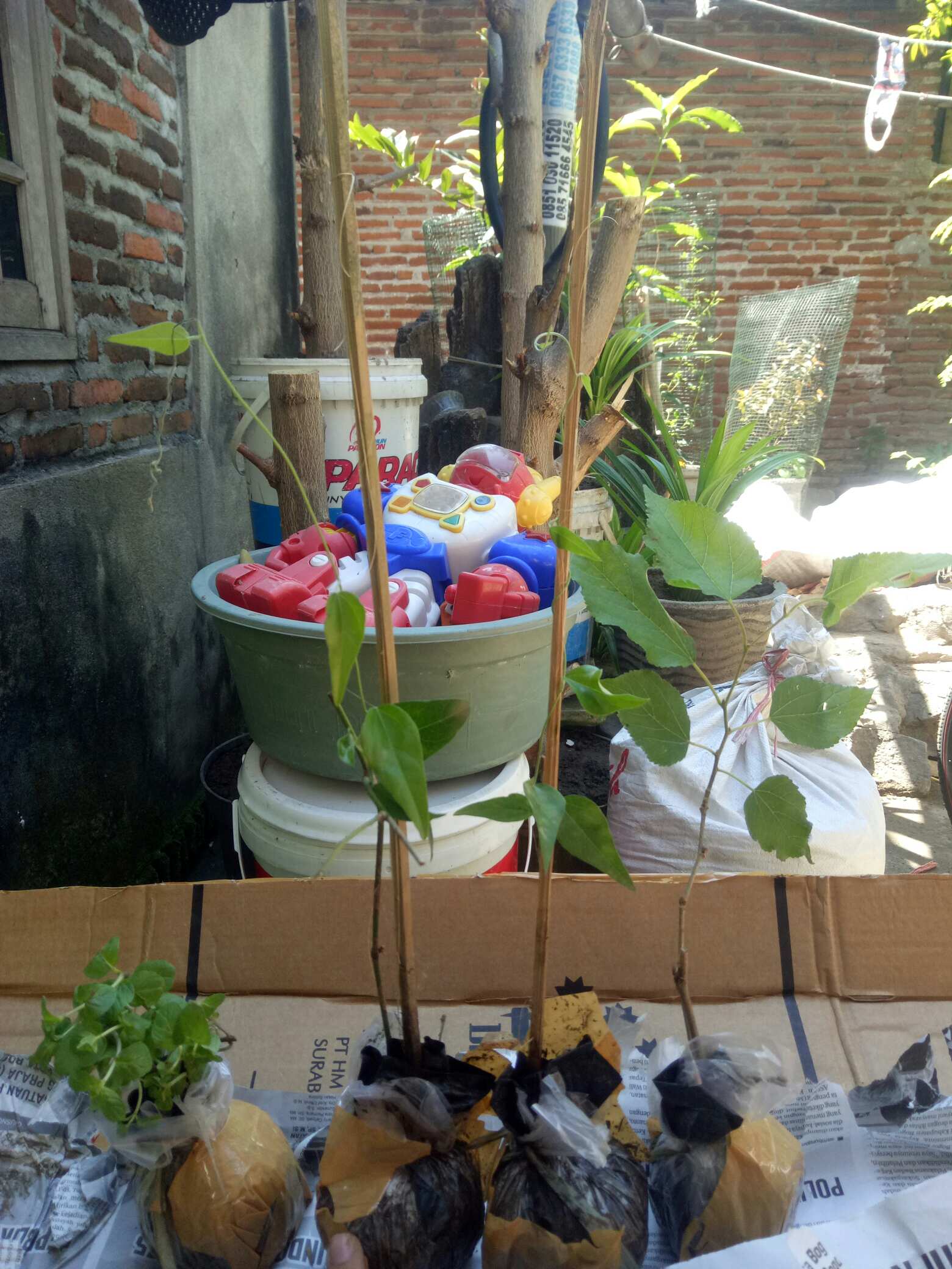 Bibit Tanaman Coklat Mint Coklat Daun Chocolate Mint