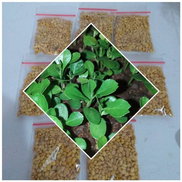 Biji bonsai kawista batu