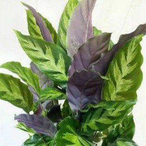 Tanaman calathea louisae 5 pohon tanaman hias calathea bulu ayam