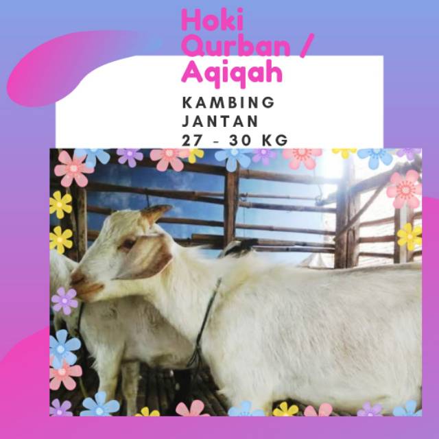Kambing Jantan Aqiqah - Berat ~ 27-30 Kg
