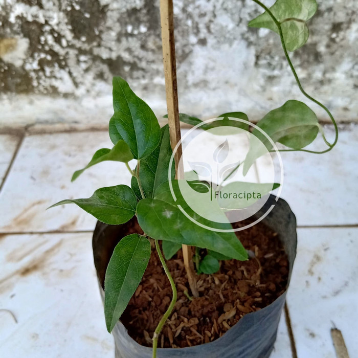Bibit tanaman cincau jelly / Pohon cincau hijau rambat / Daun cincau