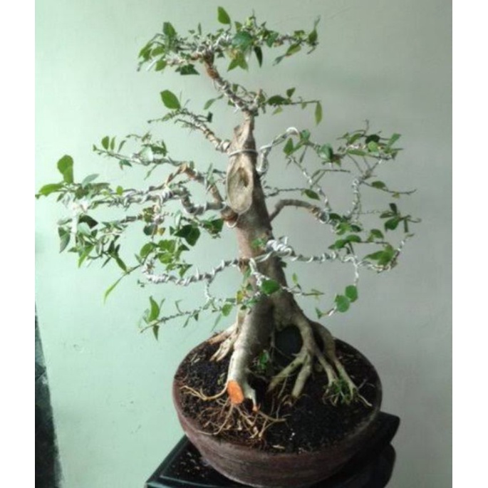 BAHAN BONSAI MAME AMPLAS HITAM PROSFEK