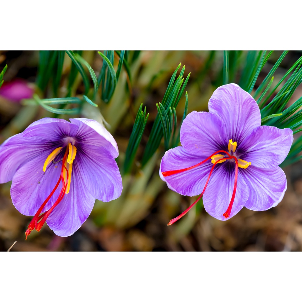 (Aysha Garden) Bibit Umbi Bunga Herbal Crocus Saffran Safron dari Belanda