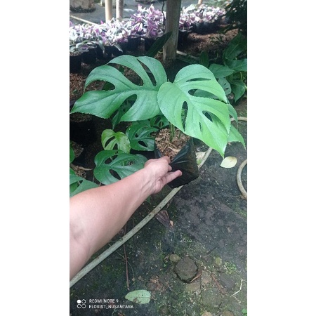 tanaman hias monstera rhaphidophora pertusa
