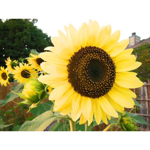 

SUPER MURAH-- Benih-Bibit Bunga Matahari Lemon Queen - Haira Seed