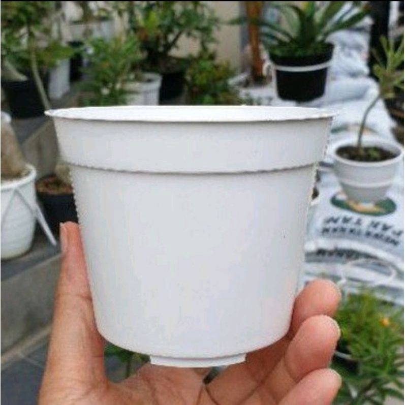 MDN BASIC POLOS PUTIH 10 cm pot bunga kecil putih polos 10 cm pot murah pot putih biasa