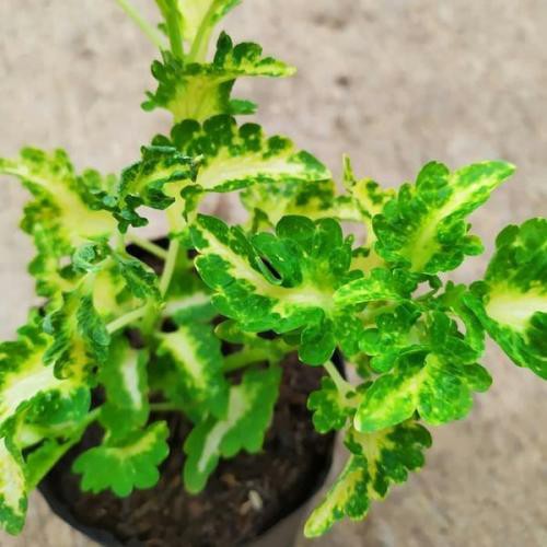 tanaman coleus yellow green - miana