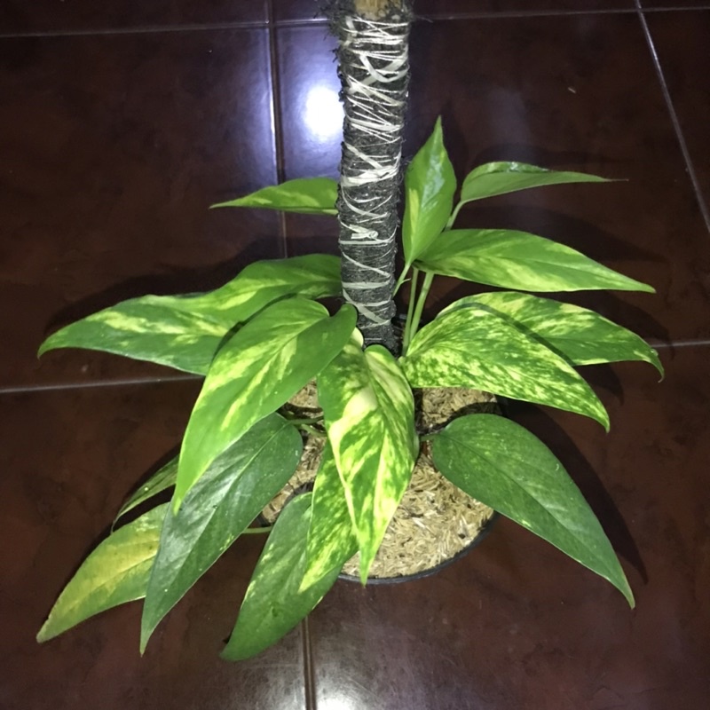 Epip kujang & syngonium tiffany