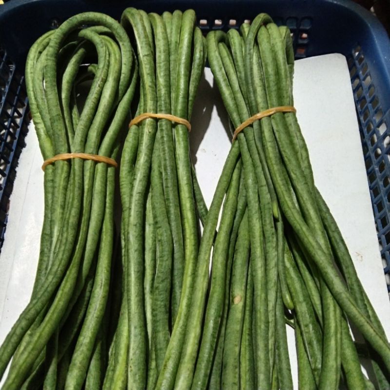 

kacang panjang