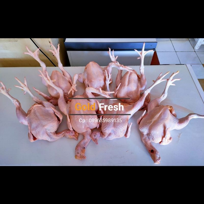 

ayam ekor jumbo berat 1.1kg-1.5kg cekeran