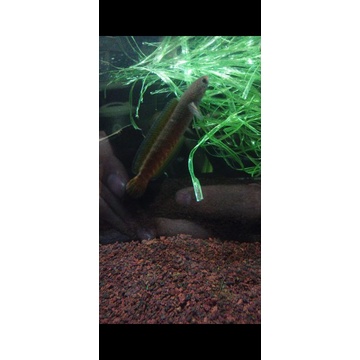 

CHANA ANDARO SIZE 12cm