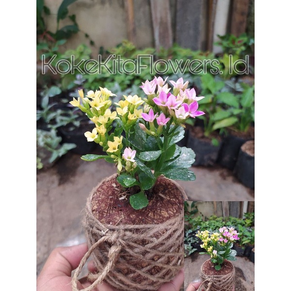 [Limited Edition] TANAMAN + POT KOKEDAMA &quot;KOKEKITAFLOWERS.ID&quot; COD REKOMENDAAI PENGIRIMAN LUAR JAWA