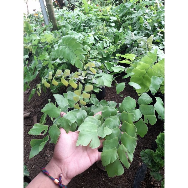 PROMO tanaman hias suplir daun besar / suplir gajah / suplir hias