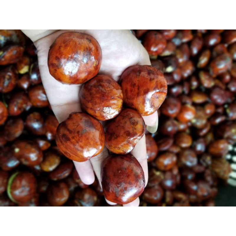 

jengkol