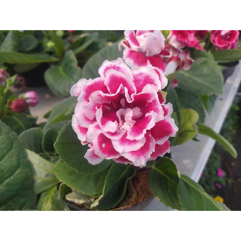 tanaman hias gloxinia cantik sudah berbunga kualitas A