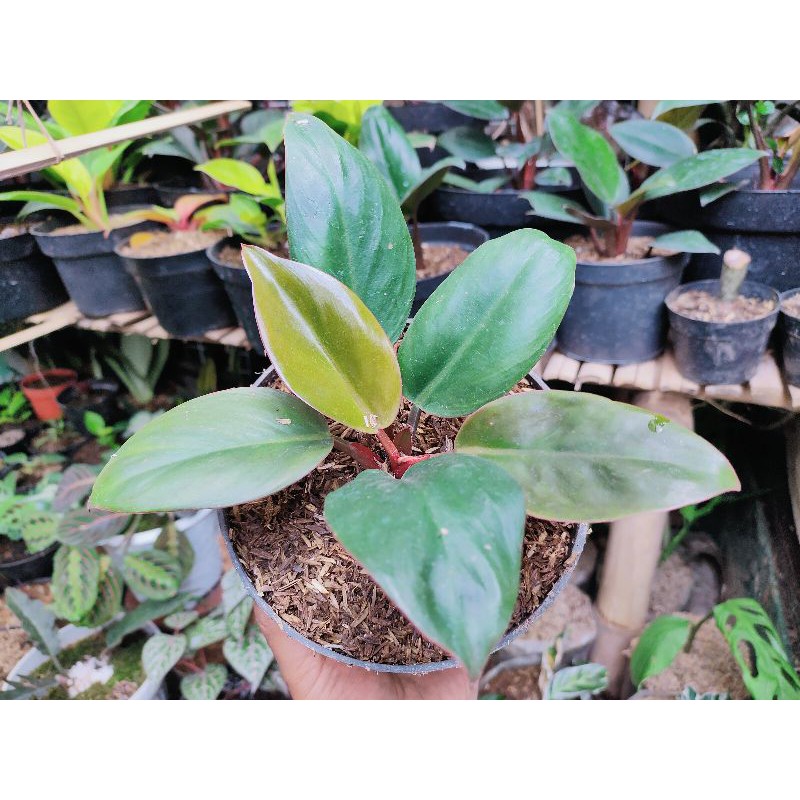 Philodenron Red congo / philo congo / Philo kongo Red