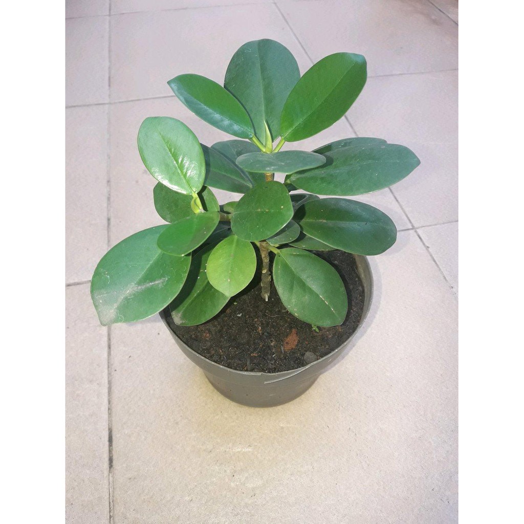 Ready Bibit Beringin Myanmar Atau Beringin Dolar Terbatas Shopee