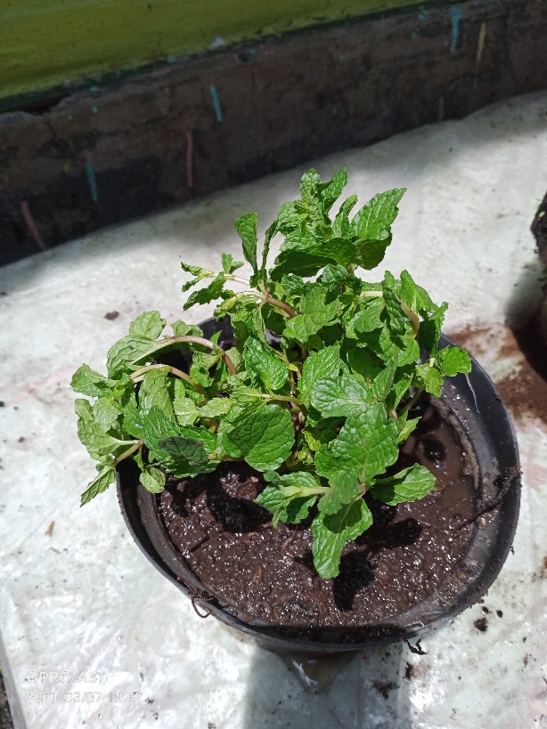 Tanaman Hias Bambu Rejeki Mini 3 Susun