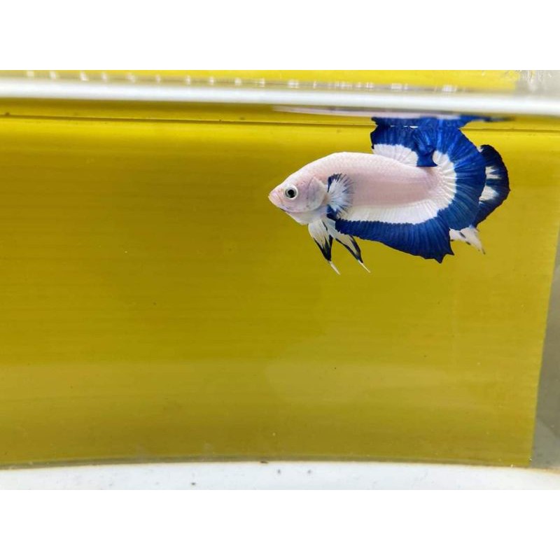 ikan cupang bluerim