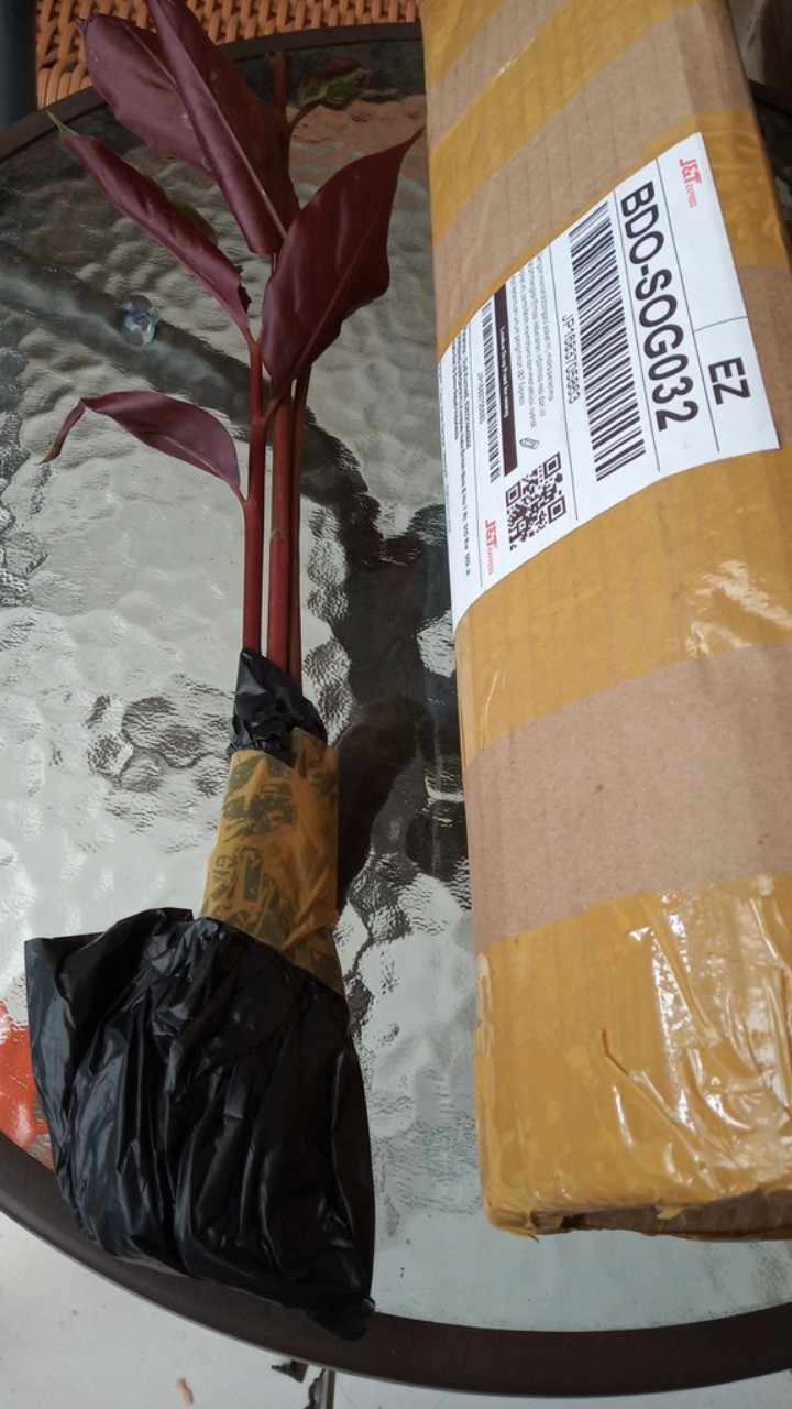 Manbar - Bibit Honje Merah Atau Honje Laka