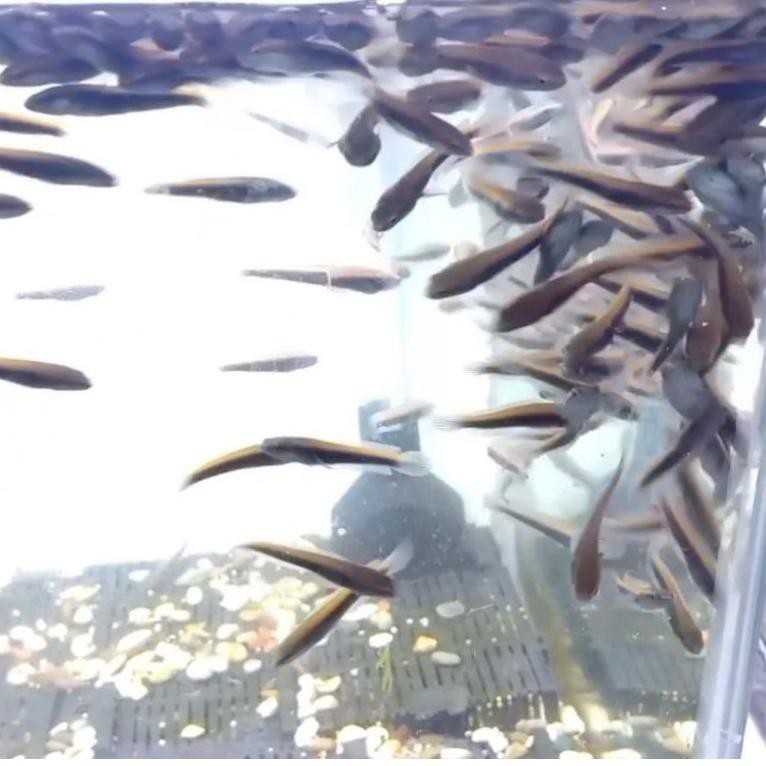 [KODE J6671] ikan hias Chana maru green marulius 3-4 cm