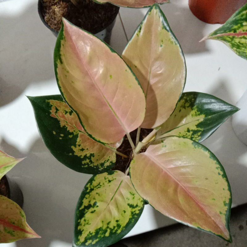 AGLONEMA SULTAN BRUNAI