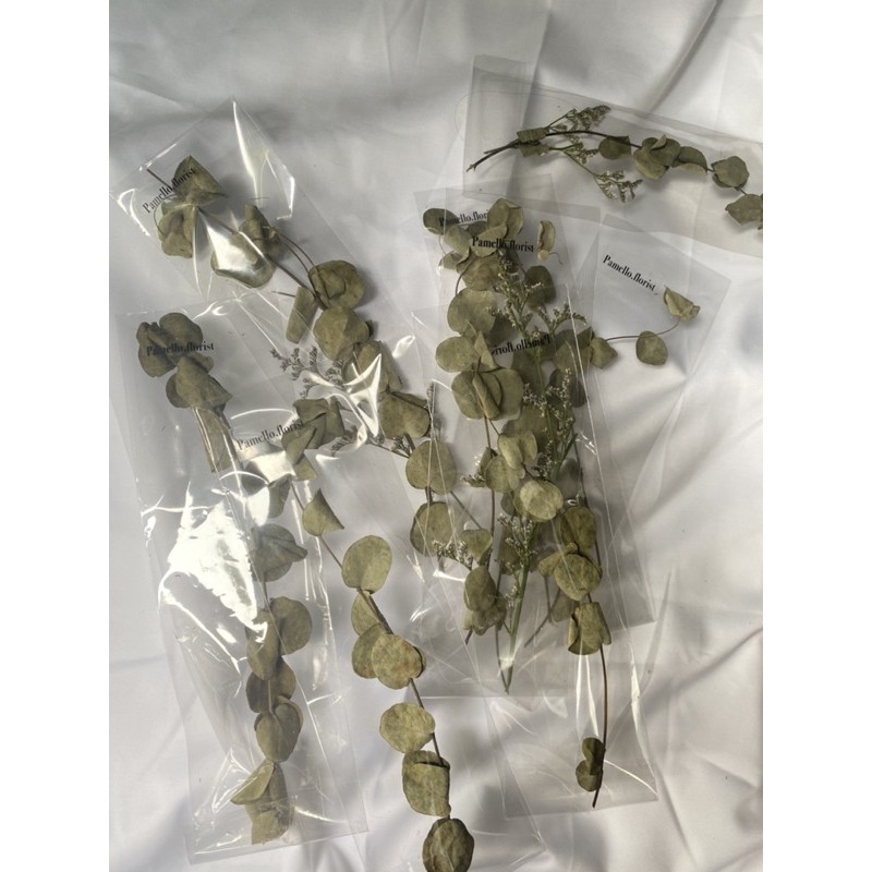 DAUN DOLLAR KERING|HIASAN RUSTIC|DEKORASI BUNGA KERING