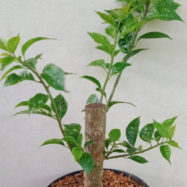 Tanaman Bahan Bonsai Bugenvil(