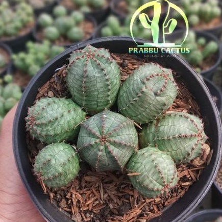 Kaktus dan sukulen euphorbia obesa X pseudoglobosa cluster