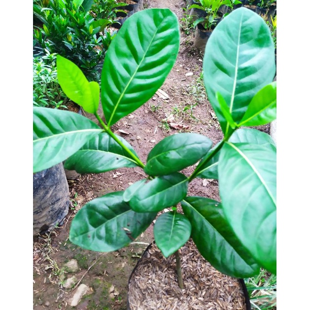 bibit tanaman bunga melati bali   bunga melati bali(bunga)