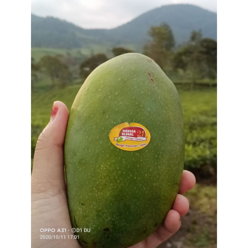 

Mangga Alpukat pasuruan 1kg