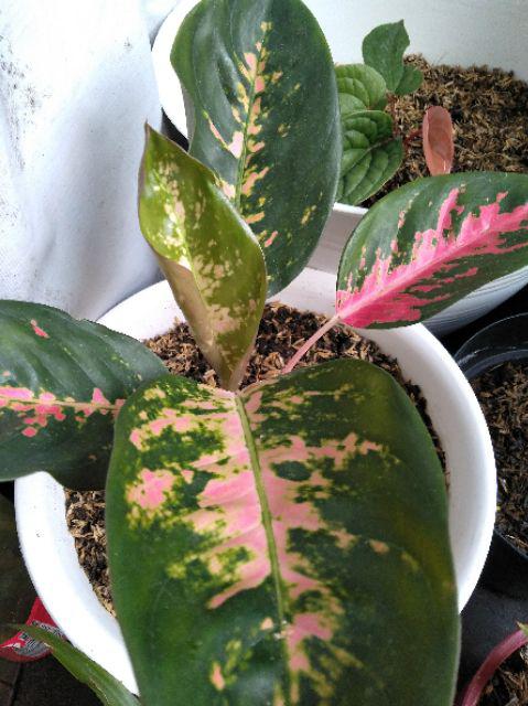 Aglaonema Kocin Paramruai Lokal