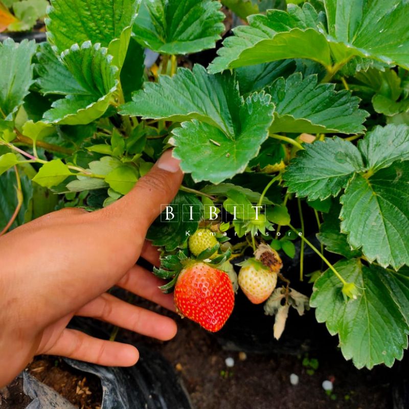 Bibit Tanaman Buah Strawberry California Dewasa Rimbun Siap Berbuah