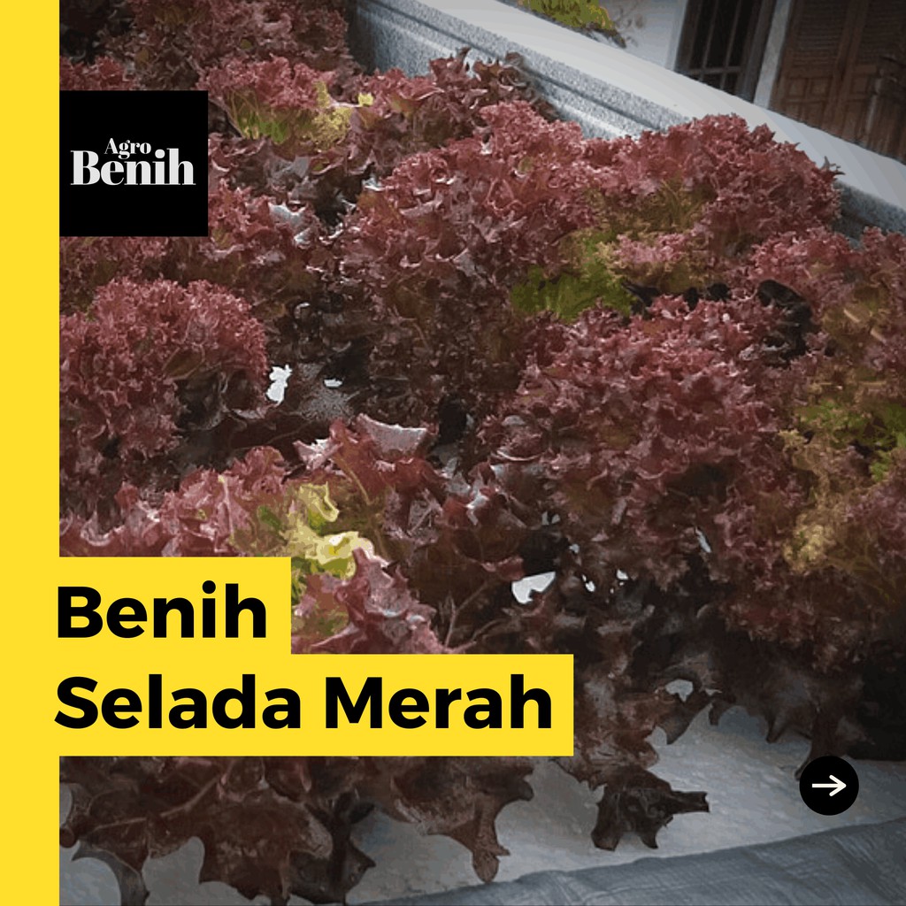 300 Benih Selada Merah Olga Red F1 Bibit Sayuran Keriting Unggul Known You Seed Tanaman Sayur Super