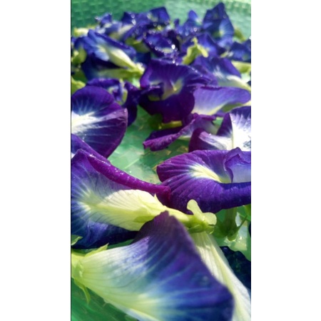 

Bunga Telang kering (dried butterfly pea)