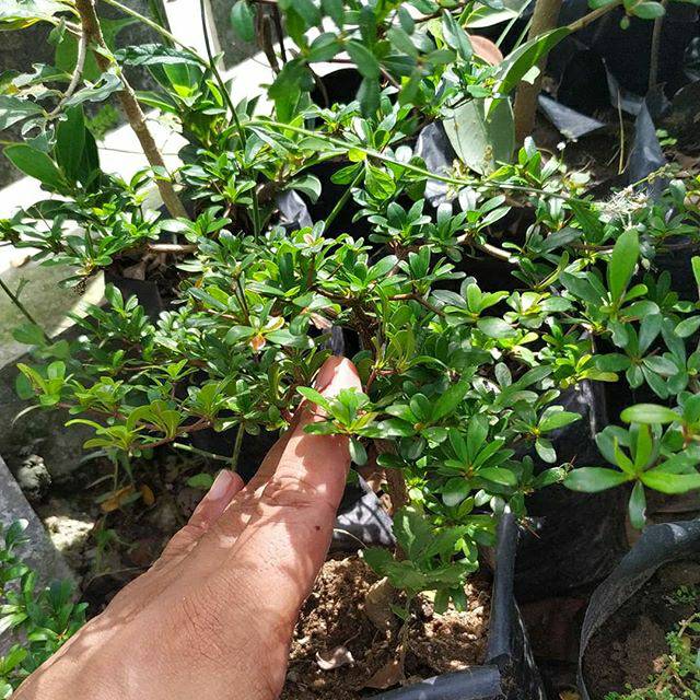 Bahan bonsai bucida spinosa /geometri impor dari biji