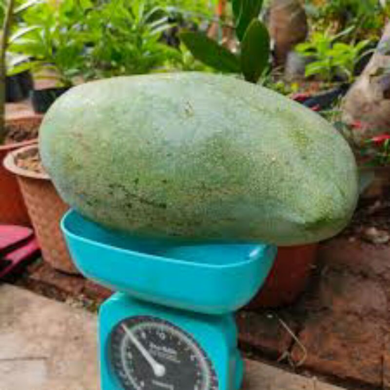 BIBIT MANGGA MAHATIR JUMBO