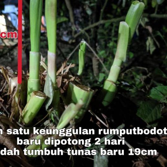 【FRE⚡H】 Bibit rumput odot murah harga per kilo ready banyak produck terlaris