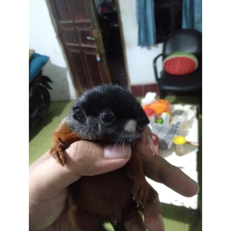 tupai 3 warna baby