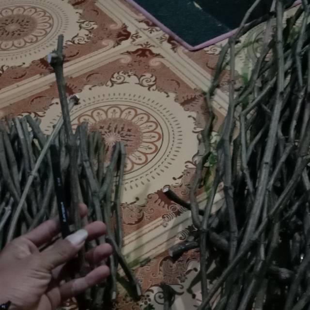 5 Cutting anggur isabella