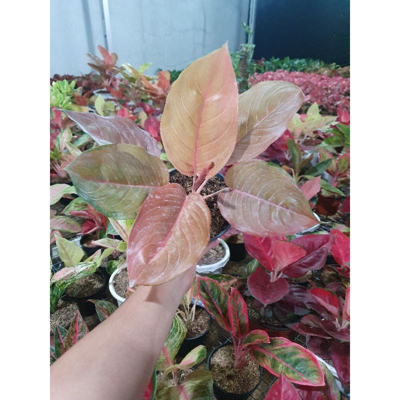 Aglonema Kochin Brown