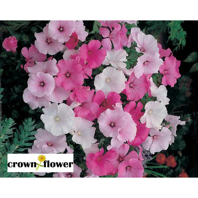 

Terbaru Benih Bunga Lavatera Parade Mixed Mixed Mr.Fothergill'S F1 Ayo Beli