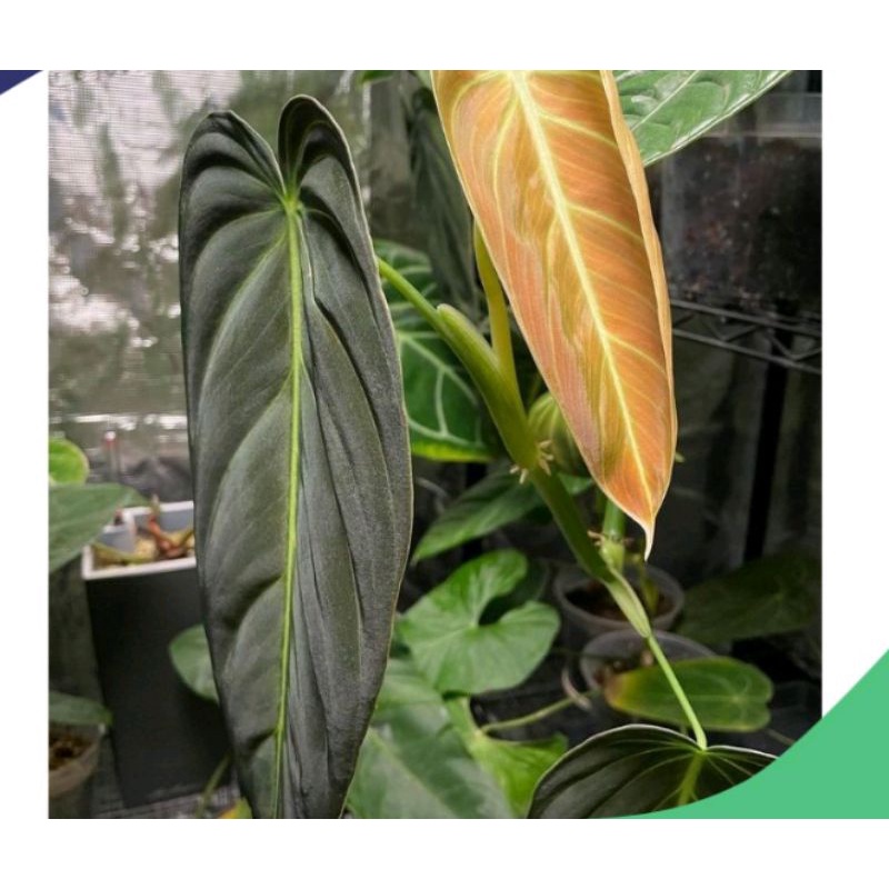 promo Batang/Bonggol Philodendron Melanochrysum