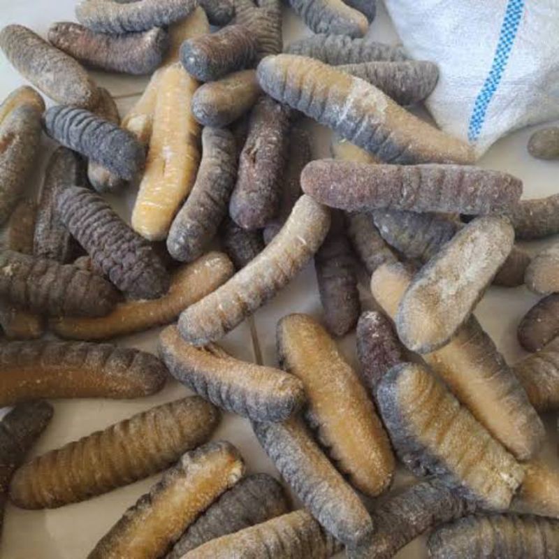 

500g size kecil teripang gosok